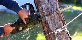 Best Tree Removal  in Southgate, FL