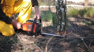 Best Firewood Processing and Delivery  in Southgate, FL