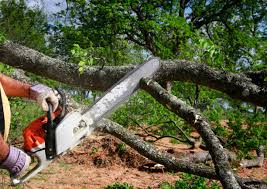 Best Hazardous Tree Removal  in Southgate, FL