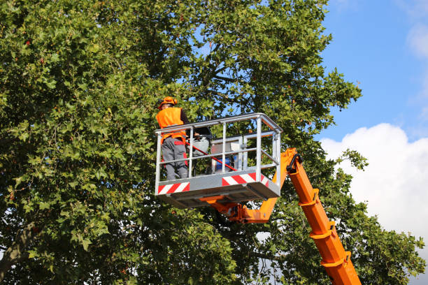 Southgate, FL Tree Services Pros