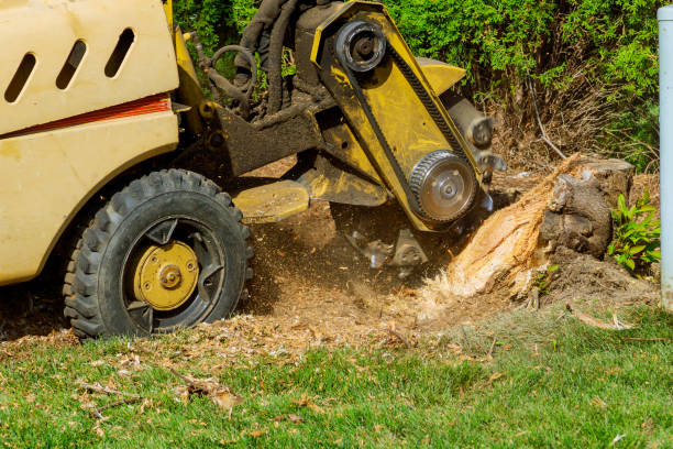 Best Lawn Grading and Leveling  in Southgate, FL