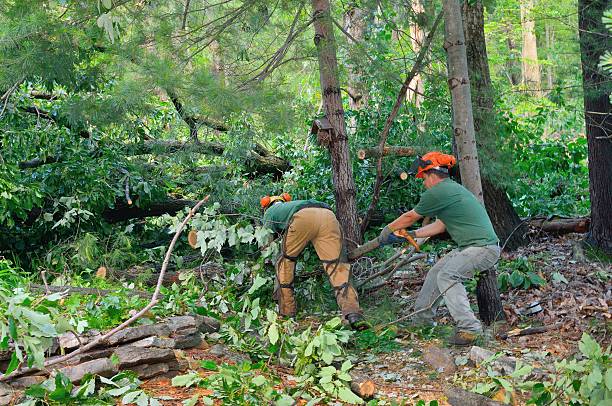 Southgate, FL Tree Services Company