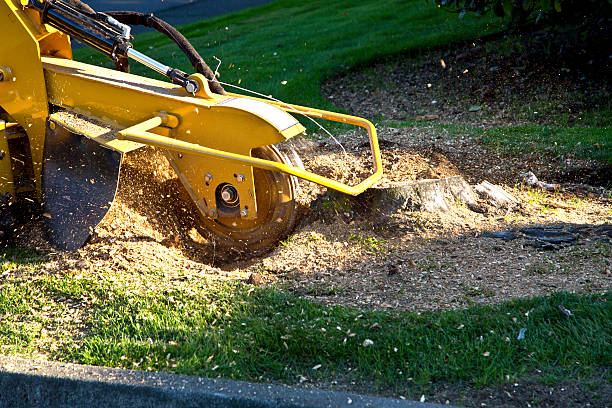 Best Tree Mulching  in Southgate, FL