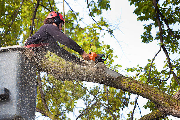 Best Emergency Tree Removal  in Southgate, FL
